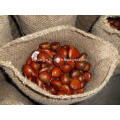 bulk big size chestnut